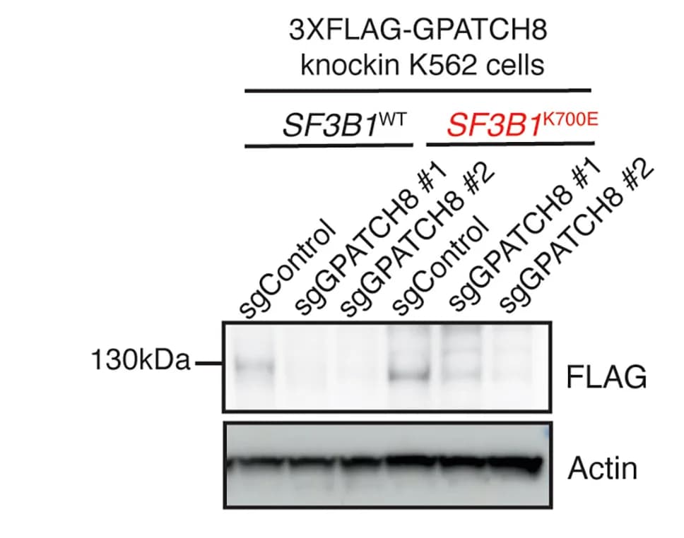 Open access visualization of Gel, Western Blot, GPATCH8, K562 Cells, SF3B1K700E