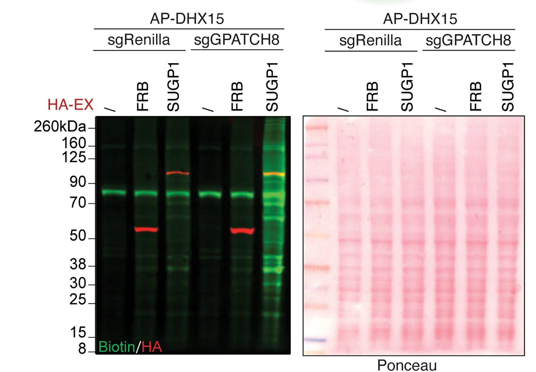 Open access visualization of Gel, Western Blot, Biotin, HA, Ponceau S