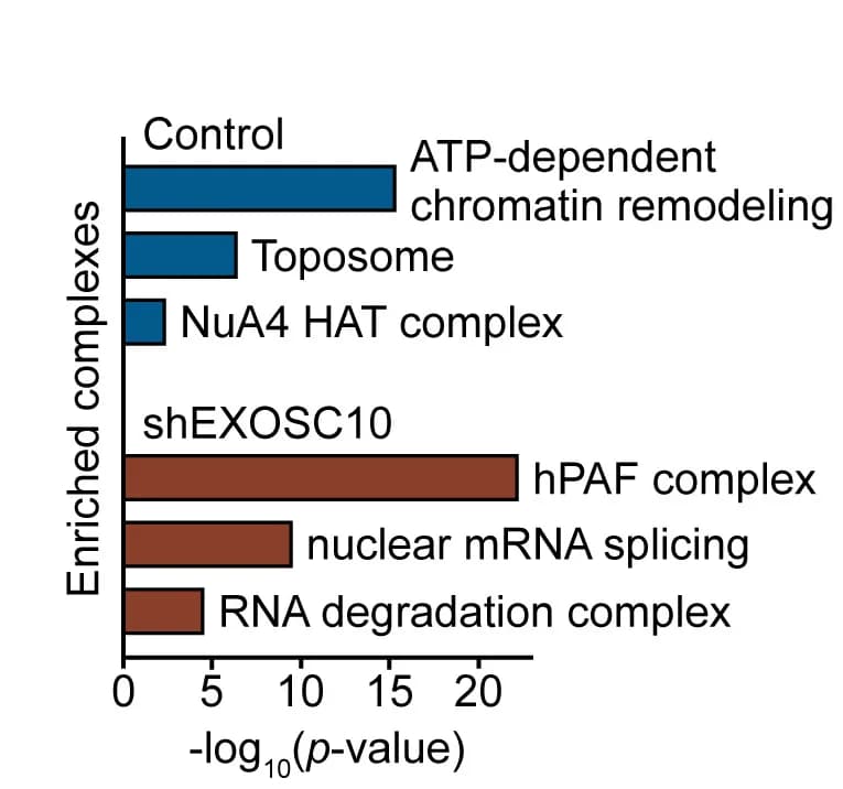 Open access visualization of Bar Plot, Protein Complexes, MYCN, P Values, Random Protein Complexes