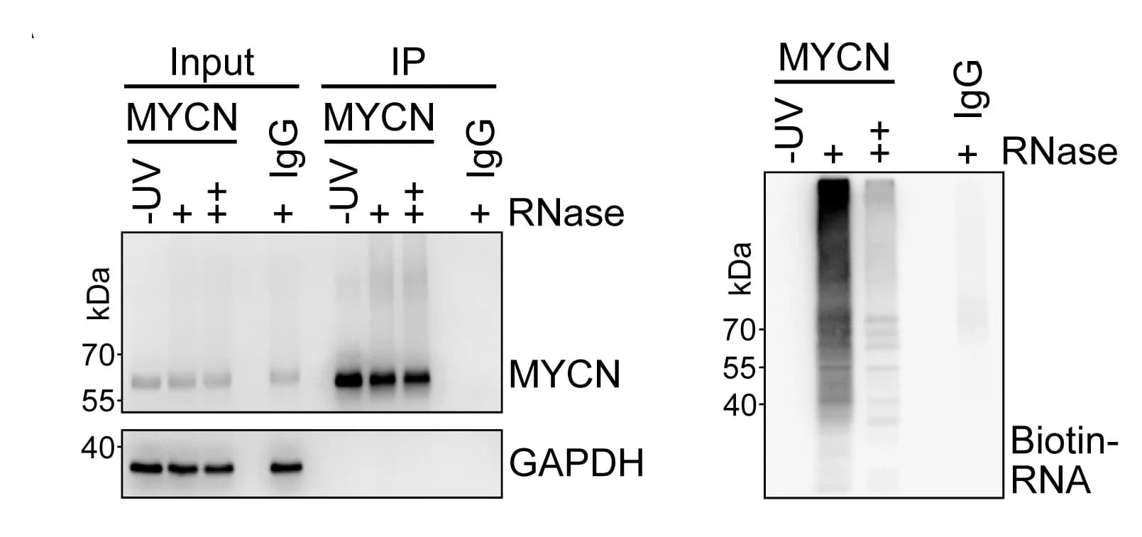 Open access visualization of Gel, Immunoblot, MYCN IP, IMR-32 Cells, UV Crosslinking