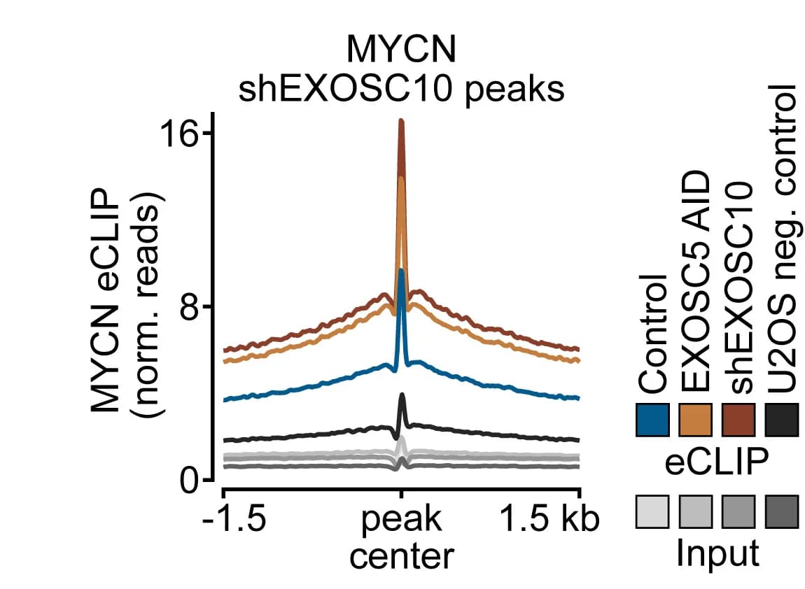 Open access visualization of Line Plot, Read Density Plots, MYCN eCLIP, Input, MYCN shEXOSC10 Peaks