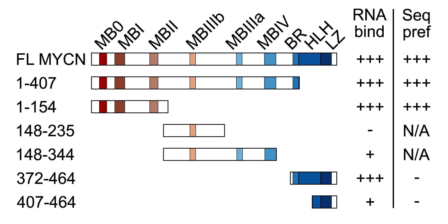 Open access visualization of Illustration, MYCN Constructs, RNA Binding, Protein Domains, MYC Box