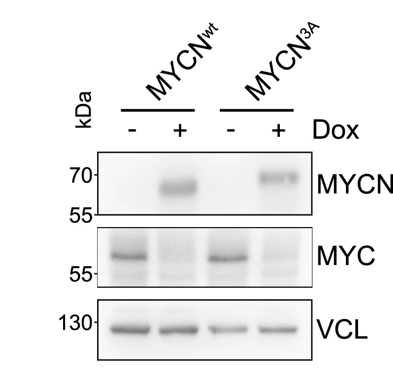 Open access visualization of Gel, Immunoblot, SH-EP Cells, MYCN, Dox