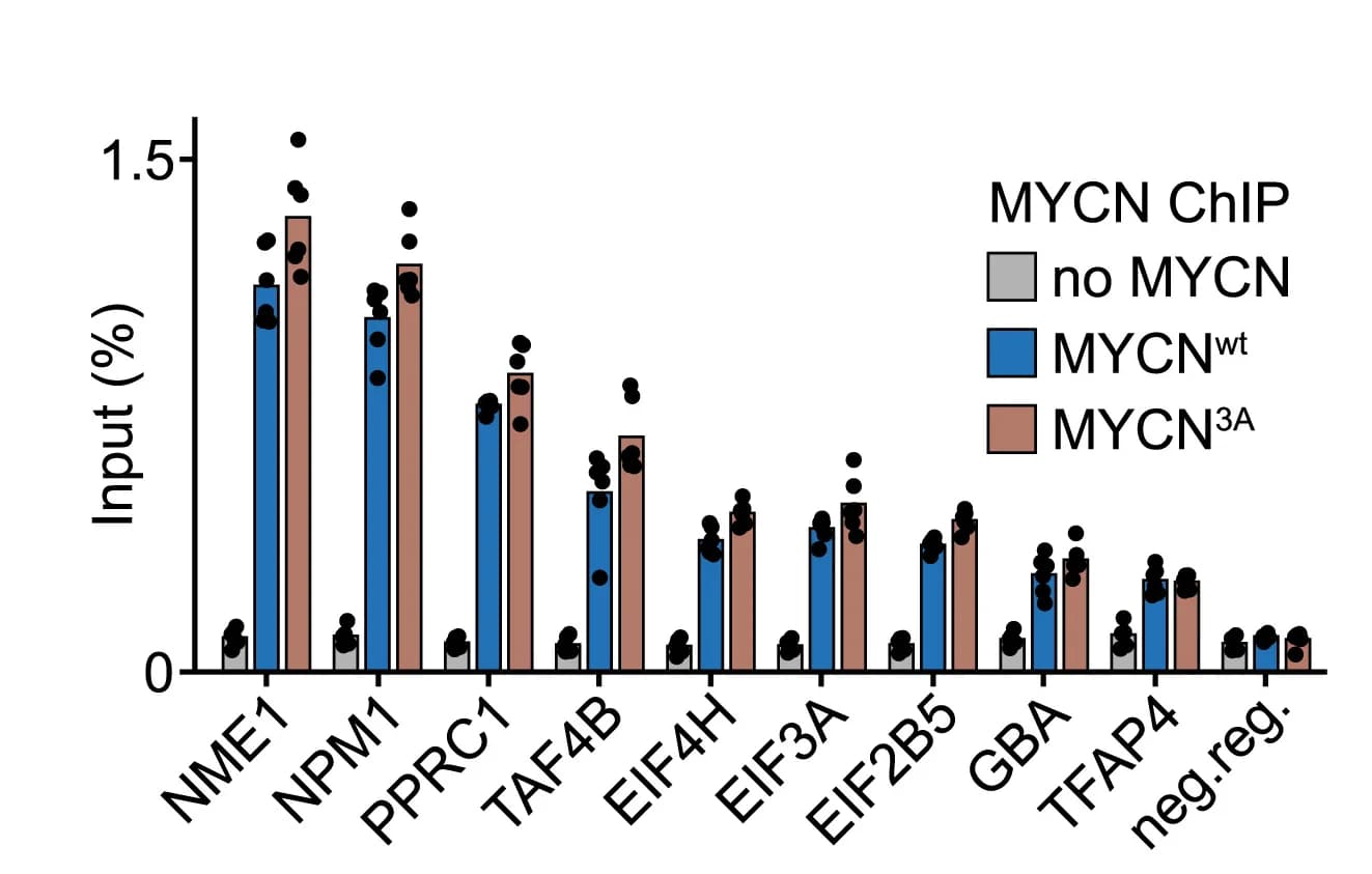 Open access visualization of Bar Plot, Clustered, ChIP-qPCR, DNA Binding, MYCN