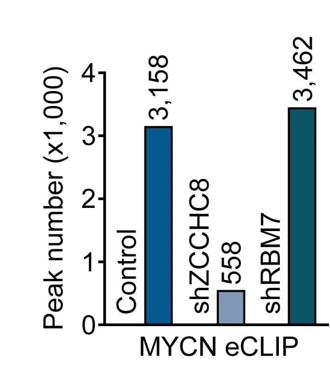 Open access visualization of Bar Plot, MYCN, eCLIP Peaks, ZCCHC8, RBM7