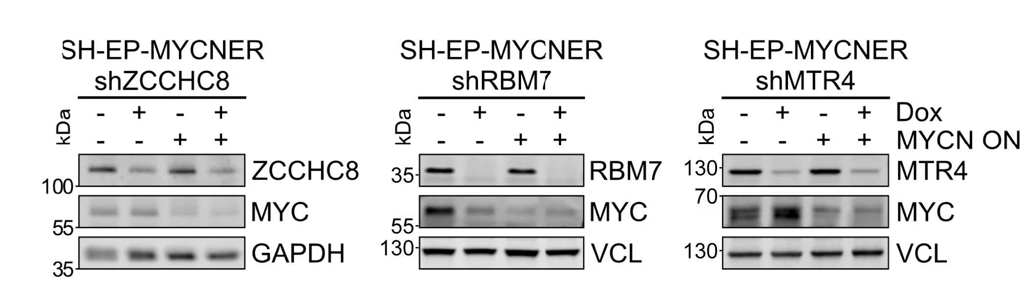 Open access visualization of Gel, Immunoblot, SH-EP-MYCNER Cells, Dox-Inducible shRNAs, ZCCHC8