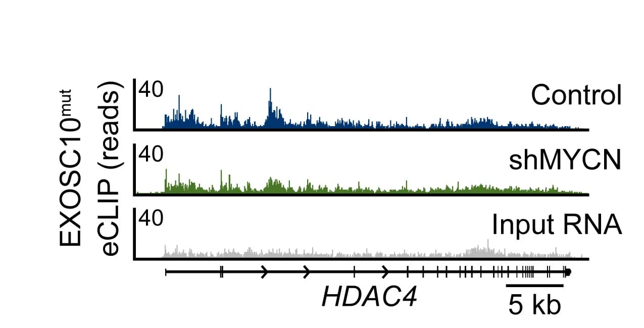 Open access visualization of Line Plot, Read Distribution, EXOSC10muteCLIPs, HDAC4 Gene, Input RNA