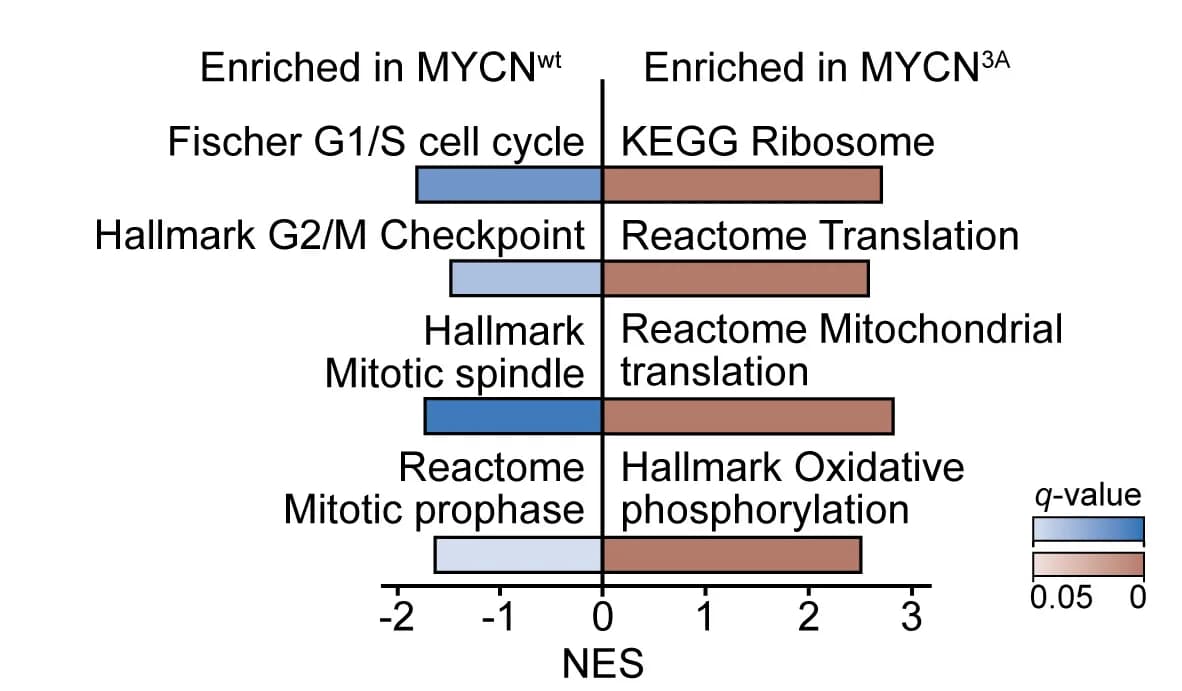 Open access visualization of Bar Plot, GSEA, mRNA Sequencing, Gene Sets, False Discovery Rate