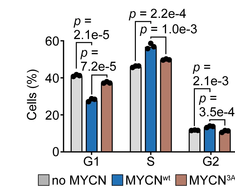 Open access visualization of Bar Plot, Clustered, Error Bars, Cell Cycle, SH-EP Cells