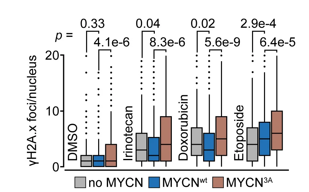 Open access visualization of Box Plot, Nuclear H2A.X, S Phase, SH-EP Cells, Dox