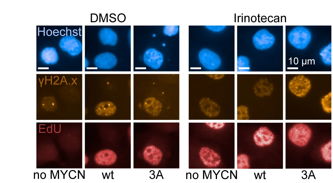 Open access visualization of Microscopy, Immunofluorescence, DMSO, Irinotecan