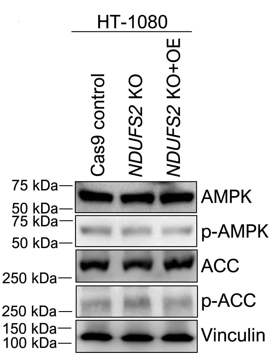 Open access visualization of Gel, Western Blot, Protein Levels, HT-1080 Cells, Genotypes