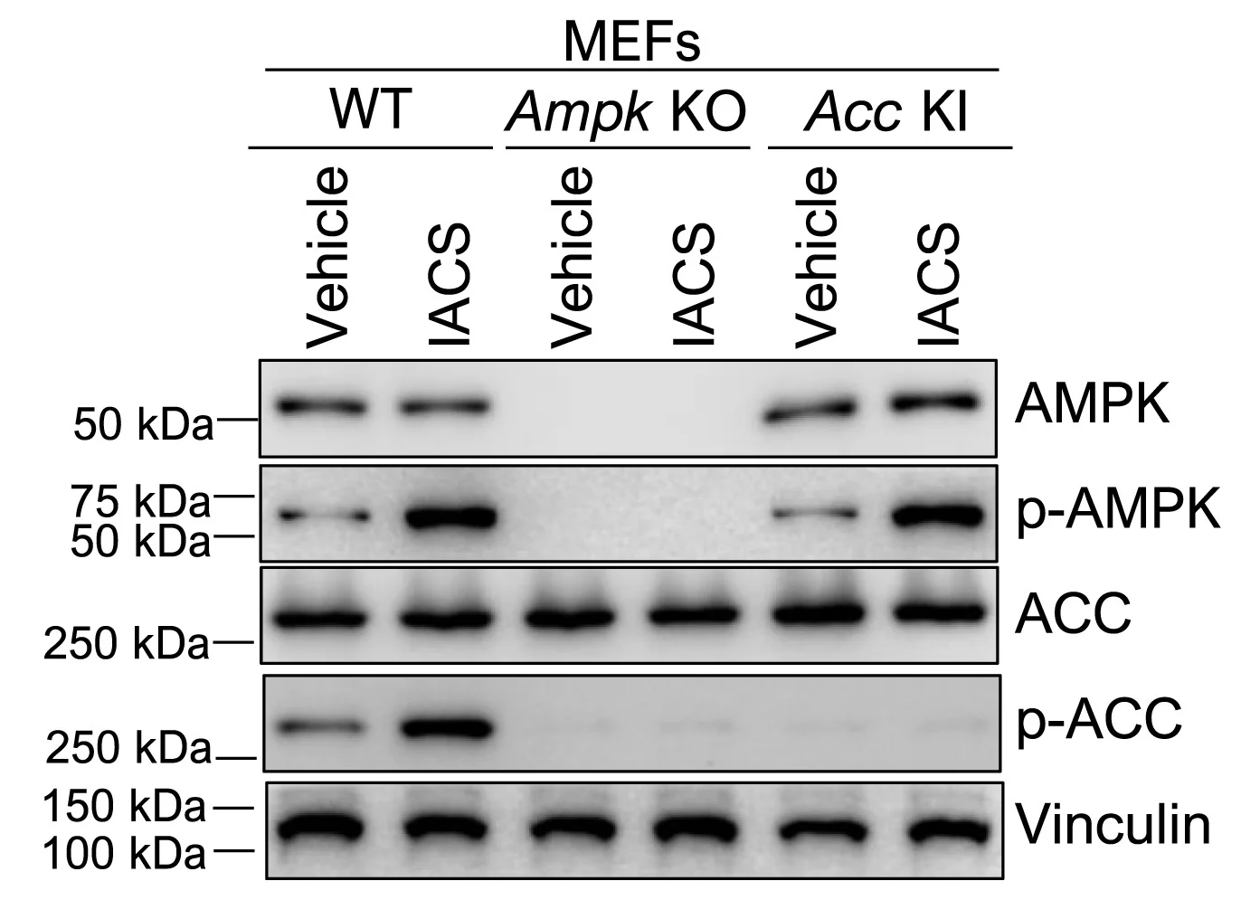 Open access visualization of Gel, Western Blot, Protein Levels, MEFs, Genotypes