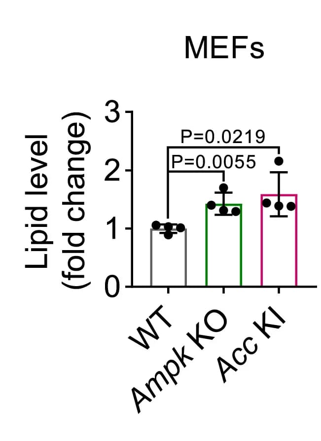 Open access visualization of Bar Plot, Error Bars, Lipid Levels, Unsaturated Fatty Acids, WT MEFs