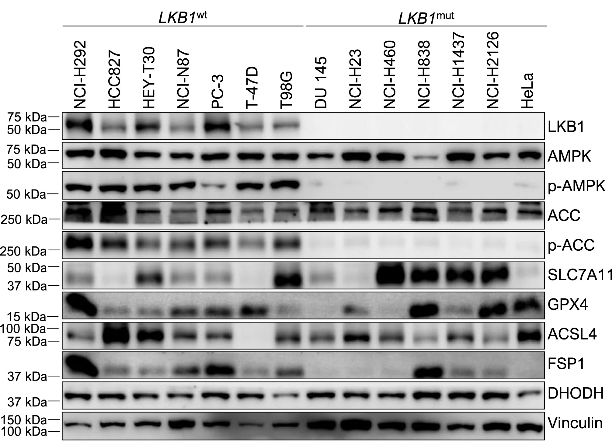 Open access visualization of Gel, Western Blot Analysis, Protein Levels, Cell Lines