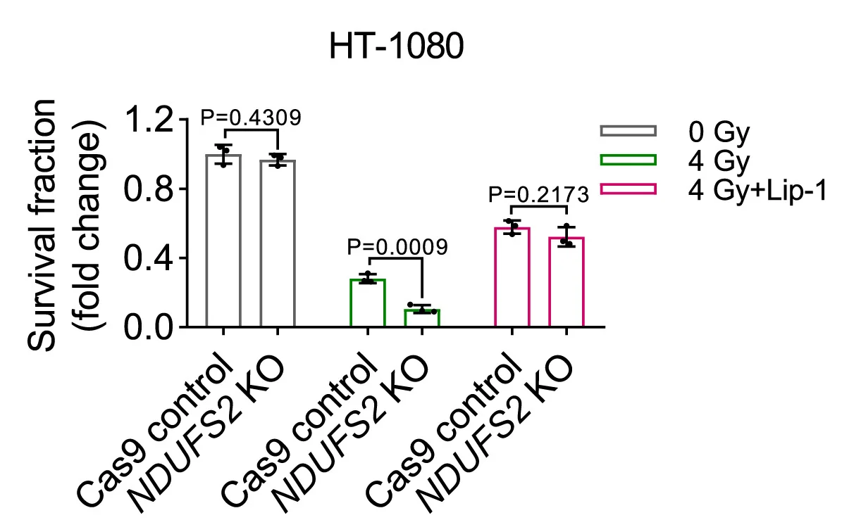 Open access visualization of Bar Plot, Error Bars, Survival Fraction, Cas9 Control, NDUFS2KO HT-1080 Cells