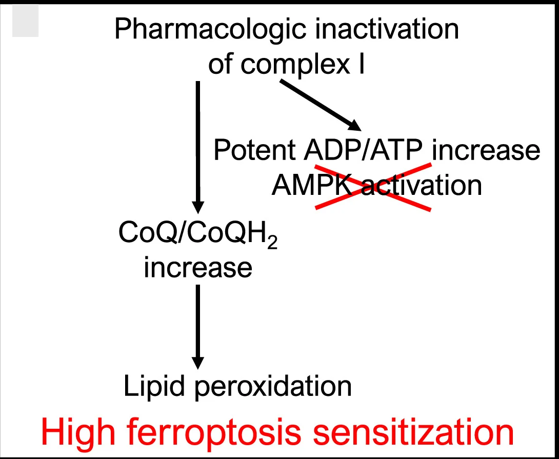 Open access visualization of Workflow, Flowchart, AMPK Signaling, Complex I Inhibitors, Ferroptosis