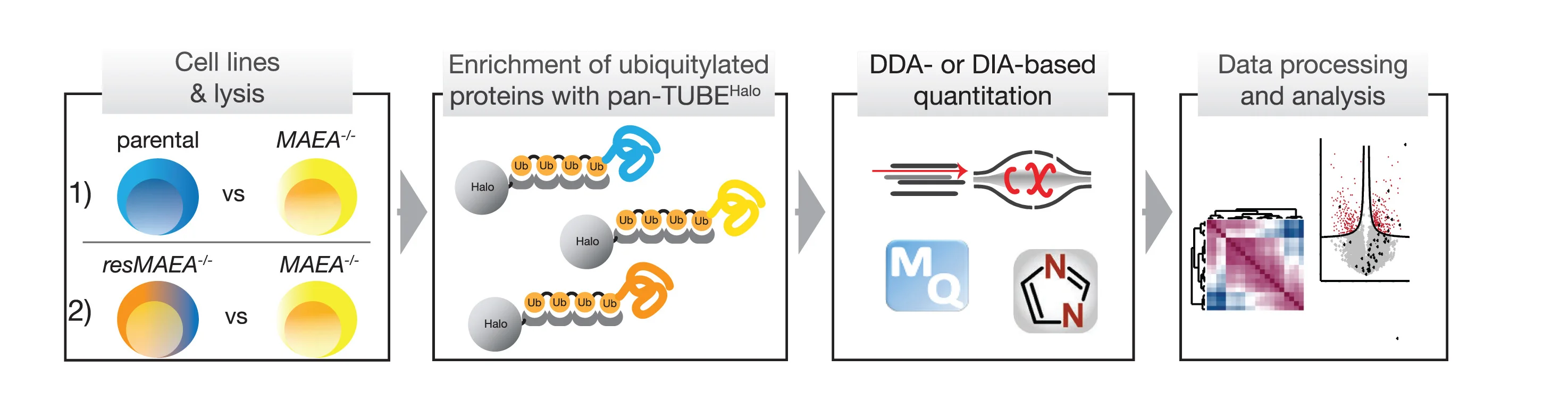 Open access visualization of Workflow, Flowchart, Heatmap, Volcano Plot, Proteomics Study