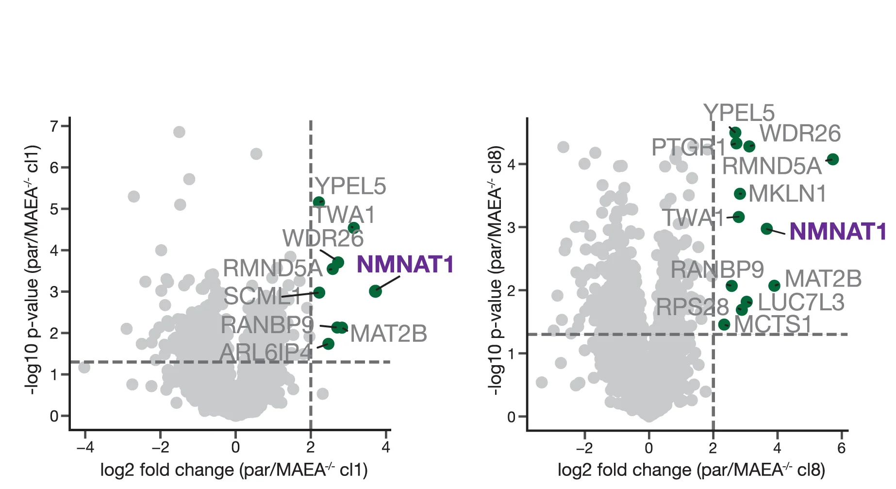 Open access visualization of Scatter Plot, Volcano Plot, Volcano Plots, TUBE Precipitates, MAEA Knockout Clones