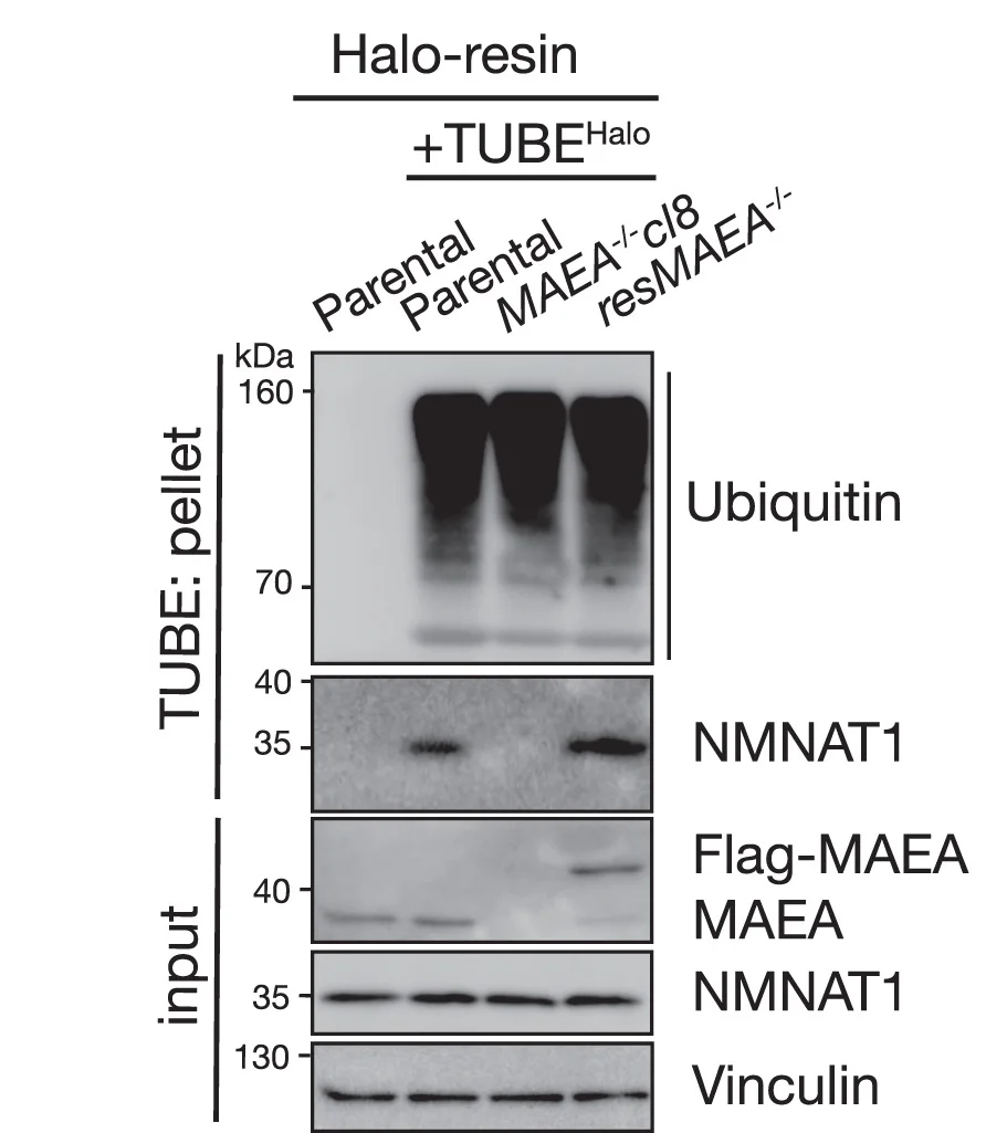 Open access visualization of Gel, TUBEHalo Captured Proteins, MAEA Knockout Clones, Halo Resin, Immunoblot Analysis
