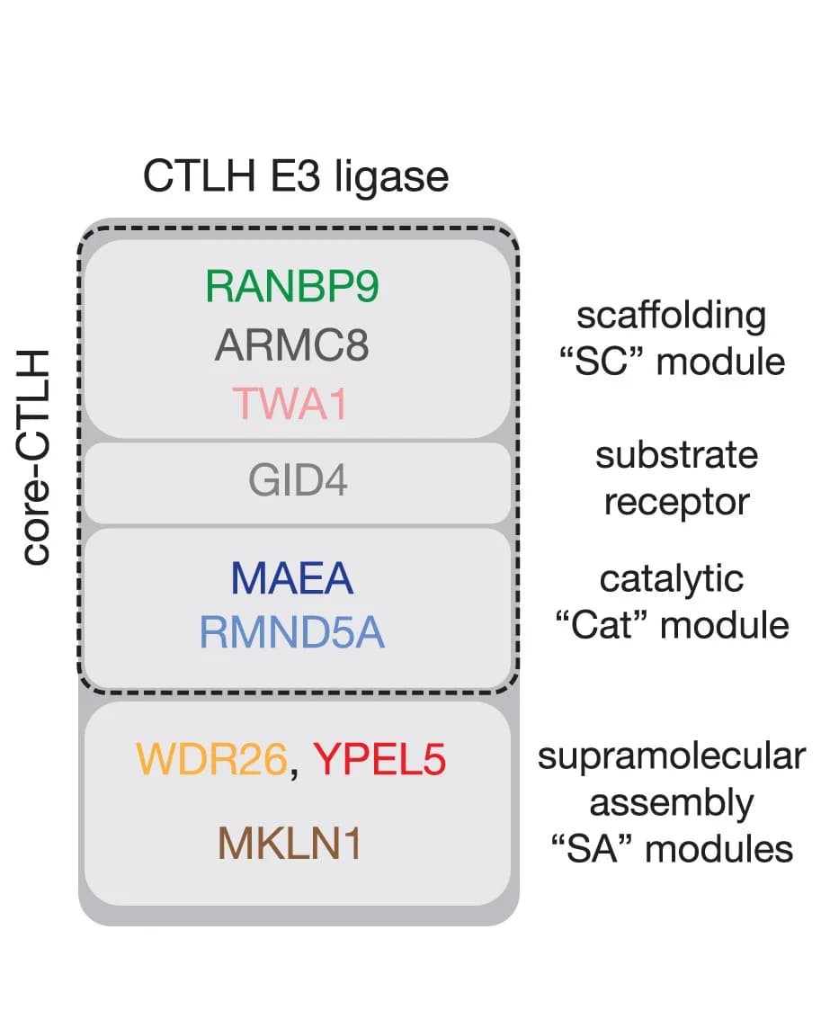 Open access visualization of Workflow, Illustration, CTLH E3 Complex, Scaffold Module, Catalytic Module