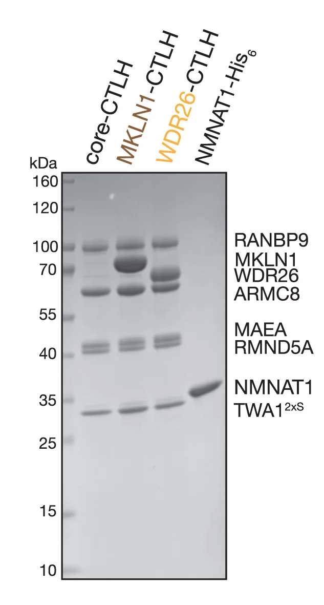 Open access visualization of Gel, Coomassie Staining, SDS-PAGE, Recombinant Protein, CTLH E3 Complex