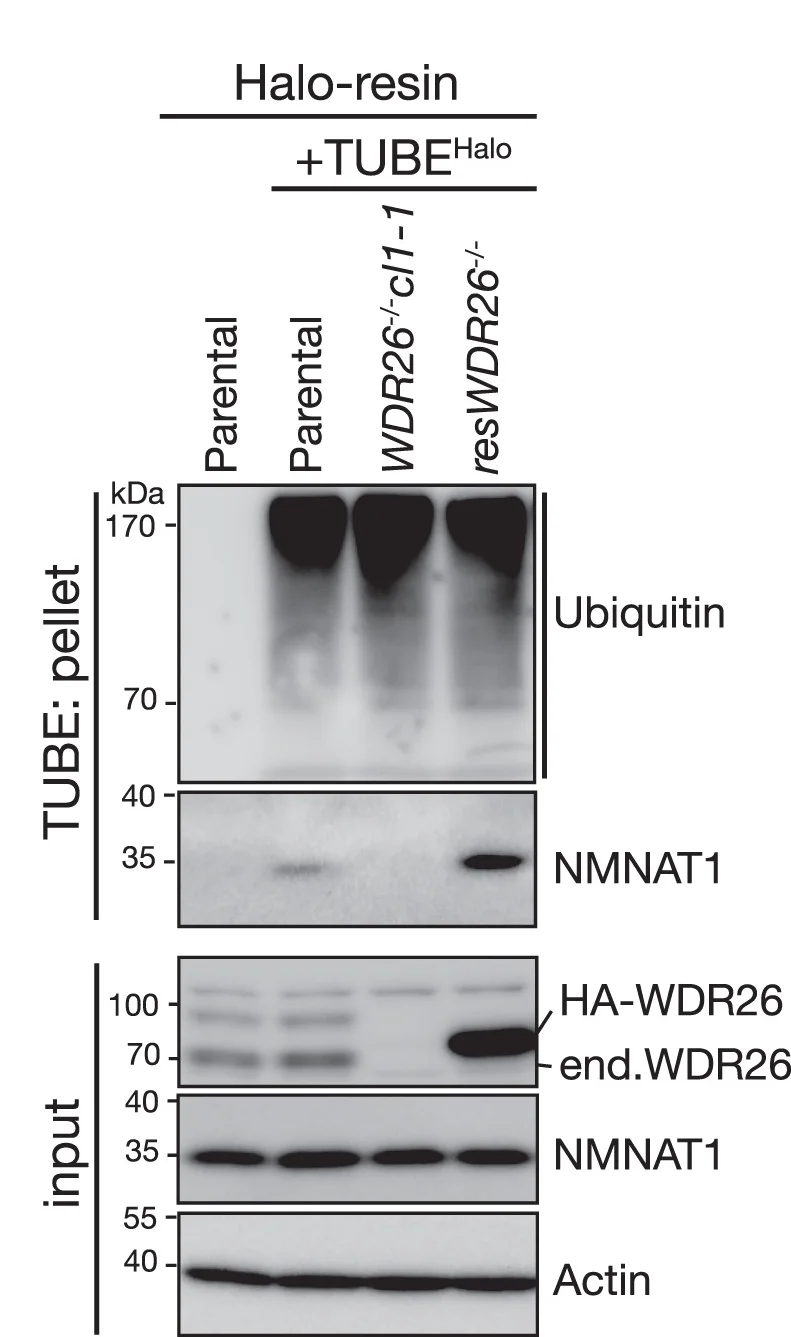Open access visualization of Gel, TUBEHalo-captured Proteins, Halo-resin Precipitation, Immunoblot Analysis, Cell Lines