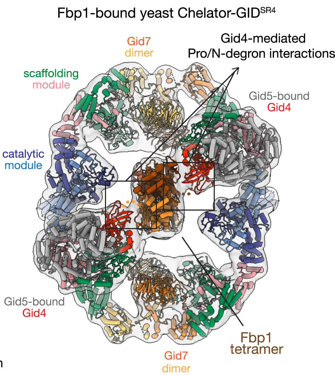 Open access visualization of Protein Structure, Cryo-EM Map, Substrate-bound Chelator-GIDSR4, Protein Modules, Fbp1 Substrate