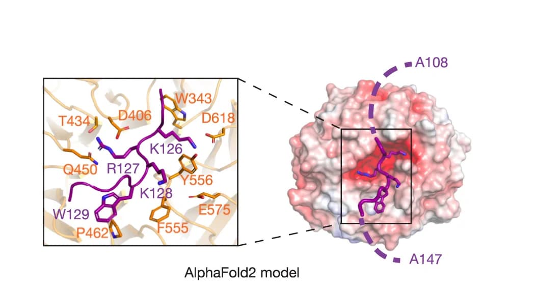Open access visualization of Protein Structure, Chemical Structure, AlphaFold2 Model, NMNAT1, Protein Loops