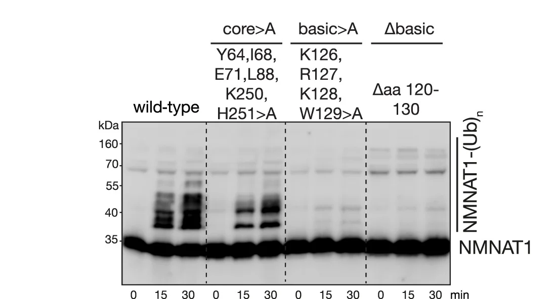 Open access visualization of Gel, Immunoblot, In Vitro Assay, WDR26-CTLH E3, Ubiquitylation