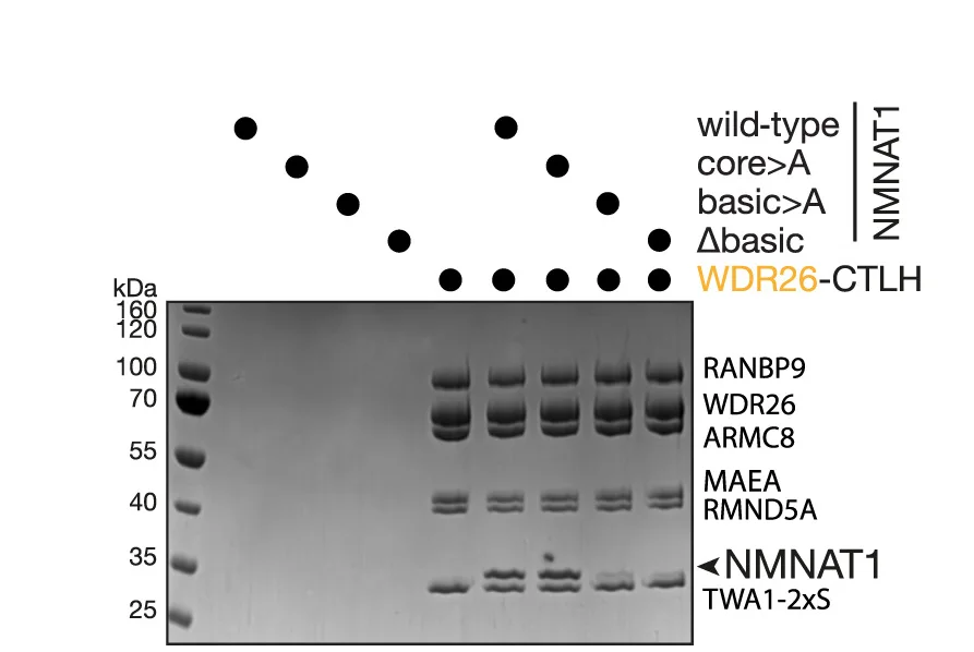 Open access visualization of Gel, Scatter Plot, In Vitro Pull-Down Assay, NMNAT1, Protein Variants