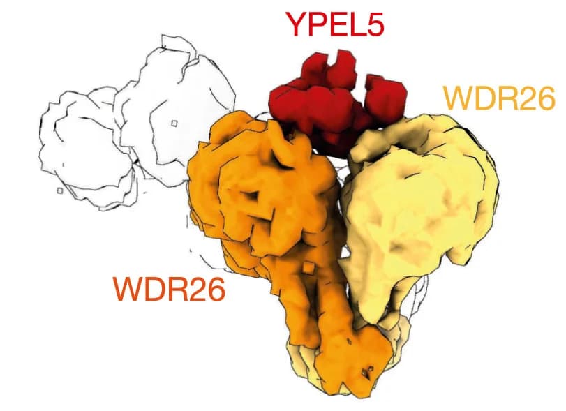 Open access visualization of Protein Structure, RANBP9-TWA1-ARMC8-GID4-WDR26-YPEL5 Subcomplex, YPEL5, WDR26 Dimer