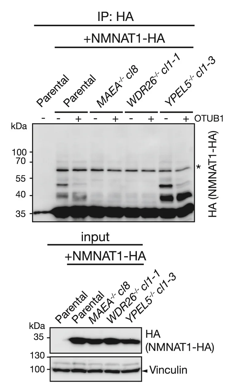 Open access visualization of Gel, NMNAT1 Ubiquitylation, HEK293 Cells, NMNAT1-HA, OTUB1