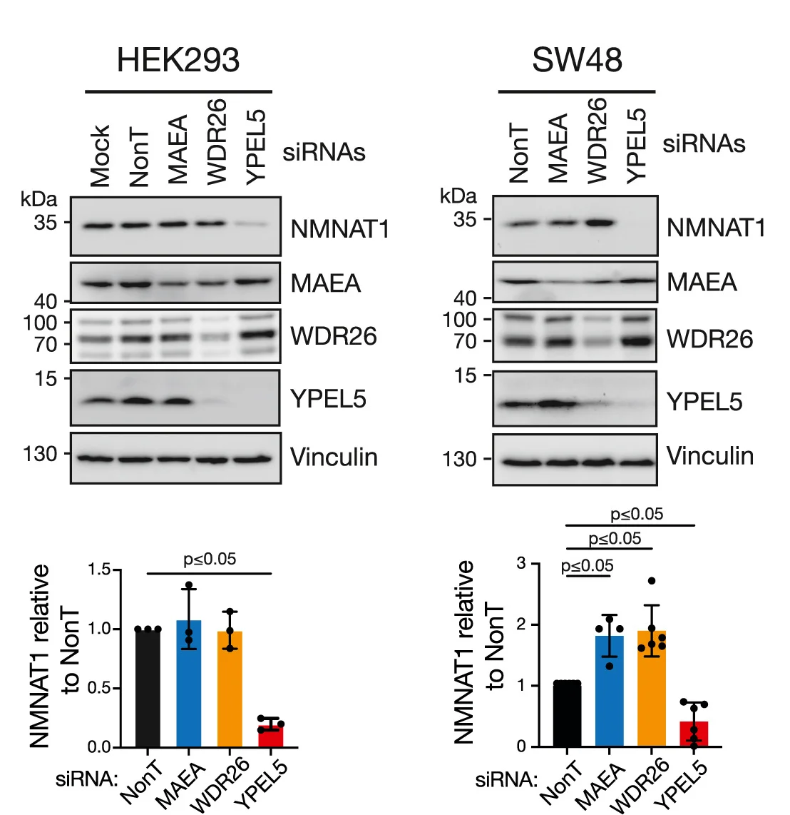 Open access visualization of Bar Plot, Error Bars, Gel, Cell Lines, siRNA
