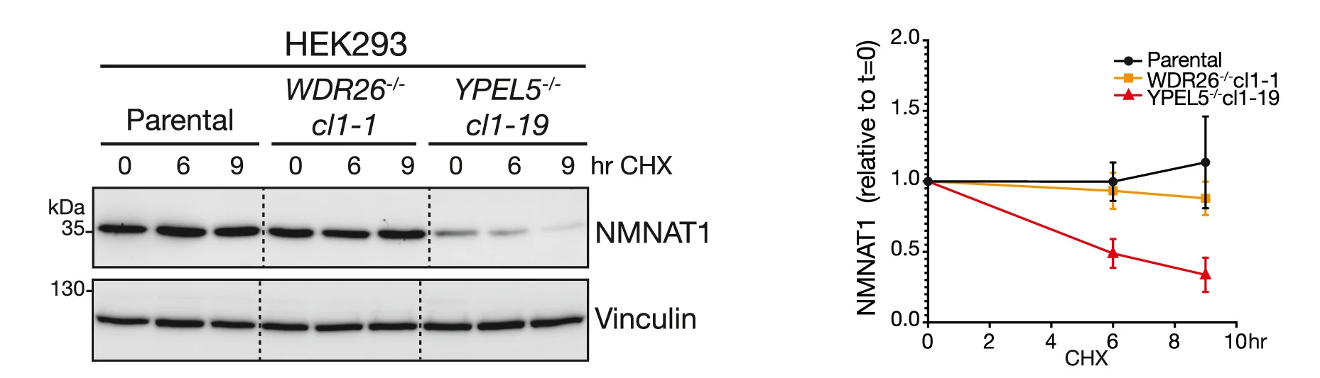Open access visualization of Line Plot, Error Bars, Gel, Photo, NMNAT1 Half-Life