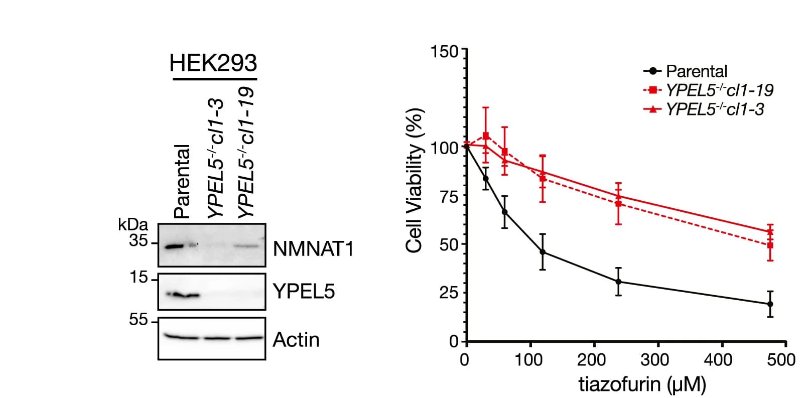 Open access visualization of Line Plot, Error Bars, Gel, HEK293YPEL5-/- Cells, Tiazofurin