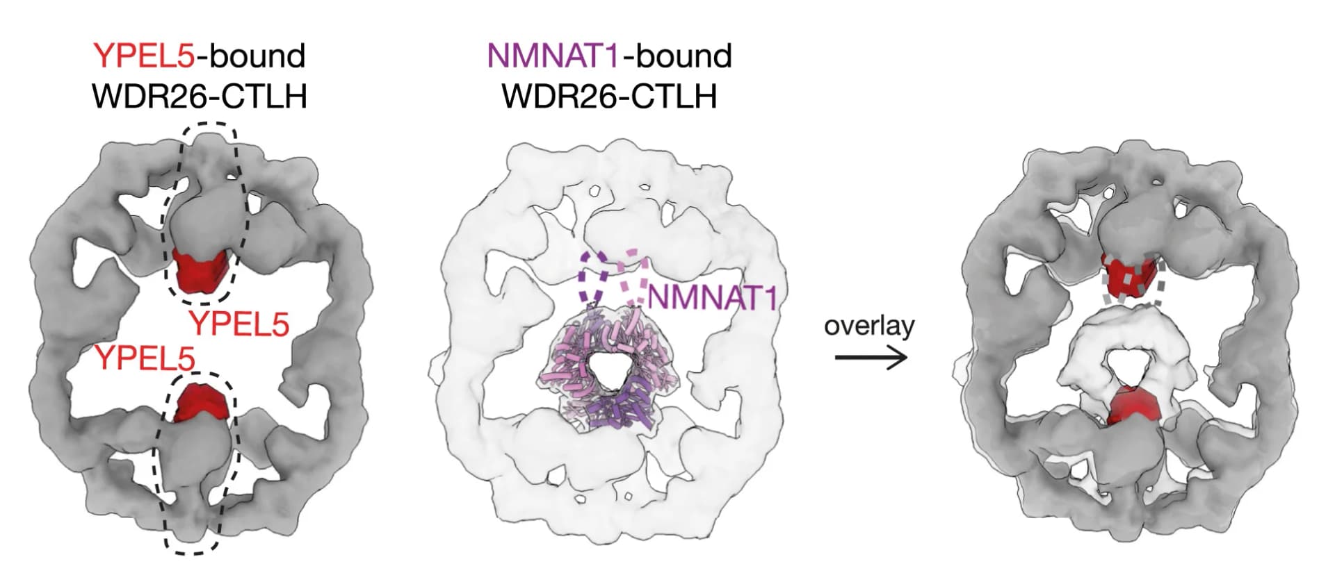 Open access visualization of Protein Structure, Cryo-EM, YPEL5, NMNAT1, WDR26-CTLH E3 Complex