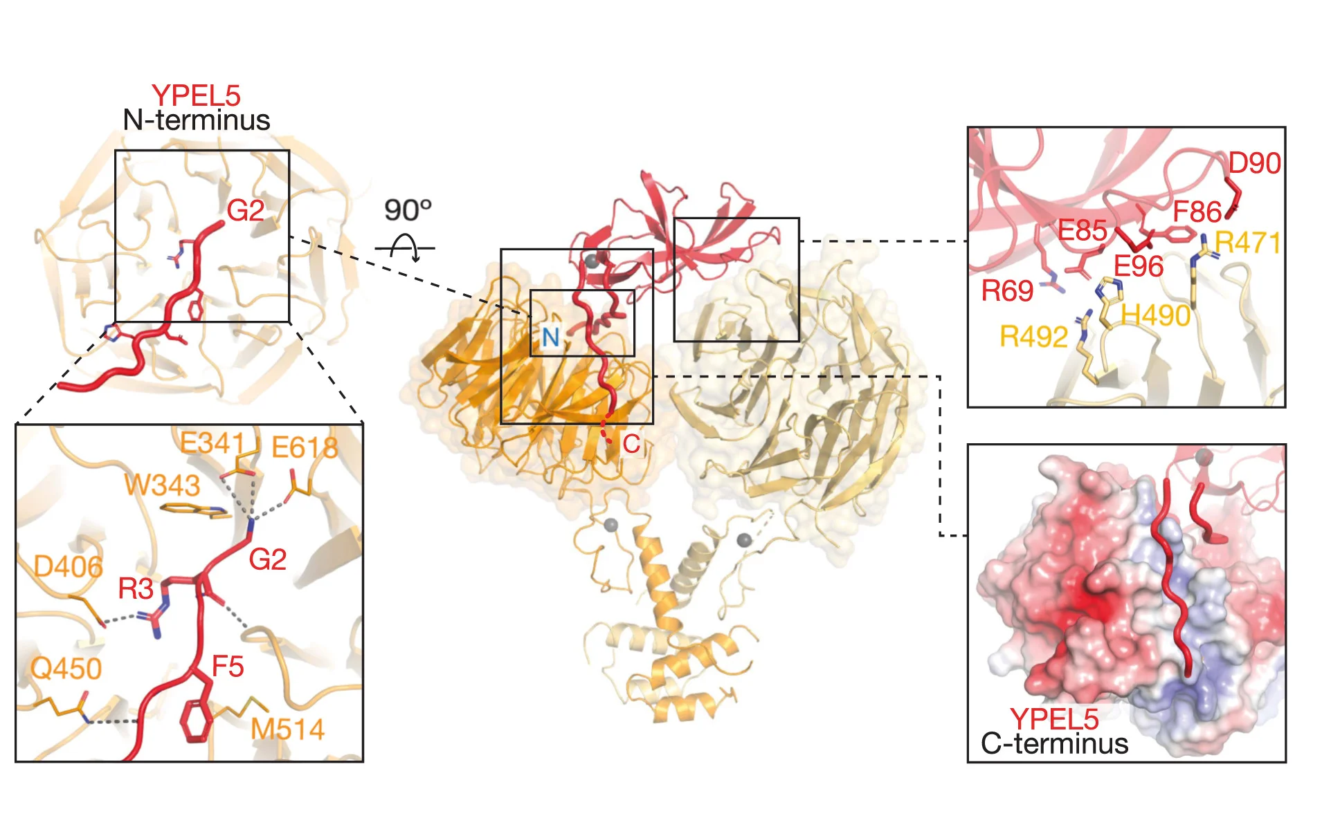 Open access visualization of Protein Structure, Chemical Structure, YPEL5, WDR26, Binding Elements