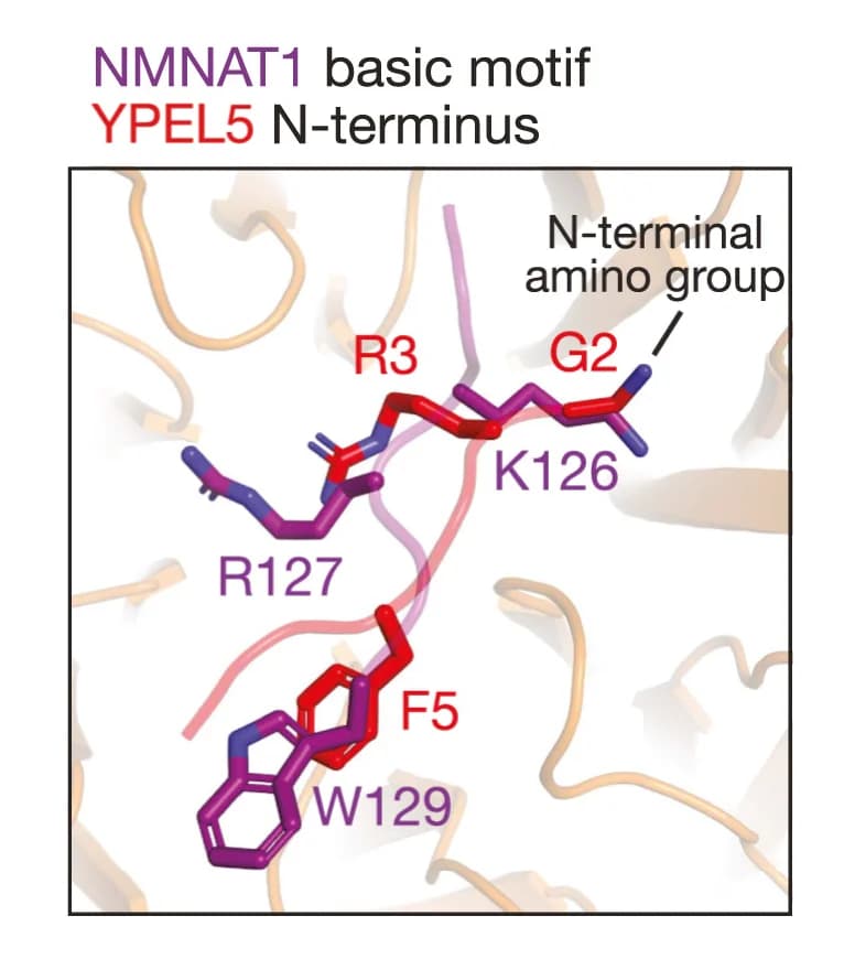 Open access visualization of Protein Structure, Chemical Structure, NMNAT1, YPEL5, WDR26 Beta-Propeller