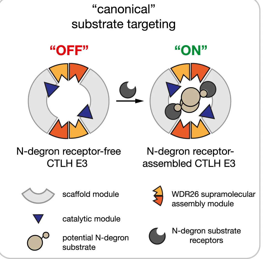 Open access visualization of Workflow, Illustration, Substrate Binding, Regulation, N-Degron