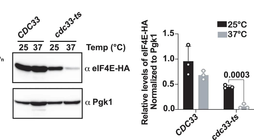 Open access visualization of Bar Plot, Gel, Error Bars, Immunoblot Analysis, eIF4E