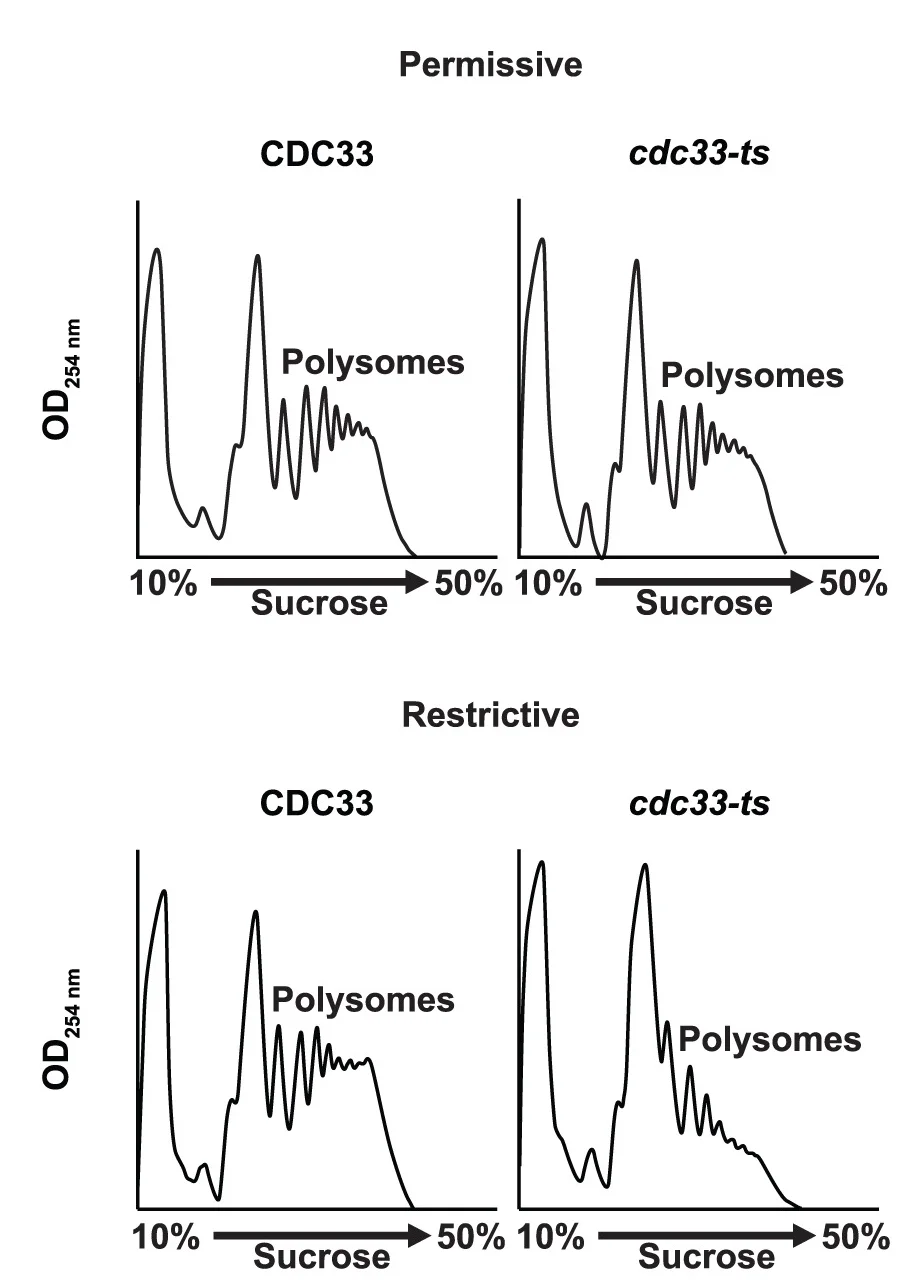 Open access visualization of Line Plot, Polysome Profiles, Whole-Cell Extracts, Permissive Conditions, Restrictive Conditions