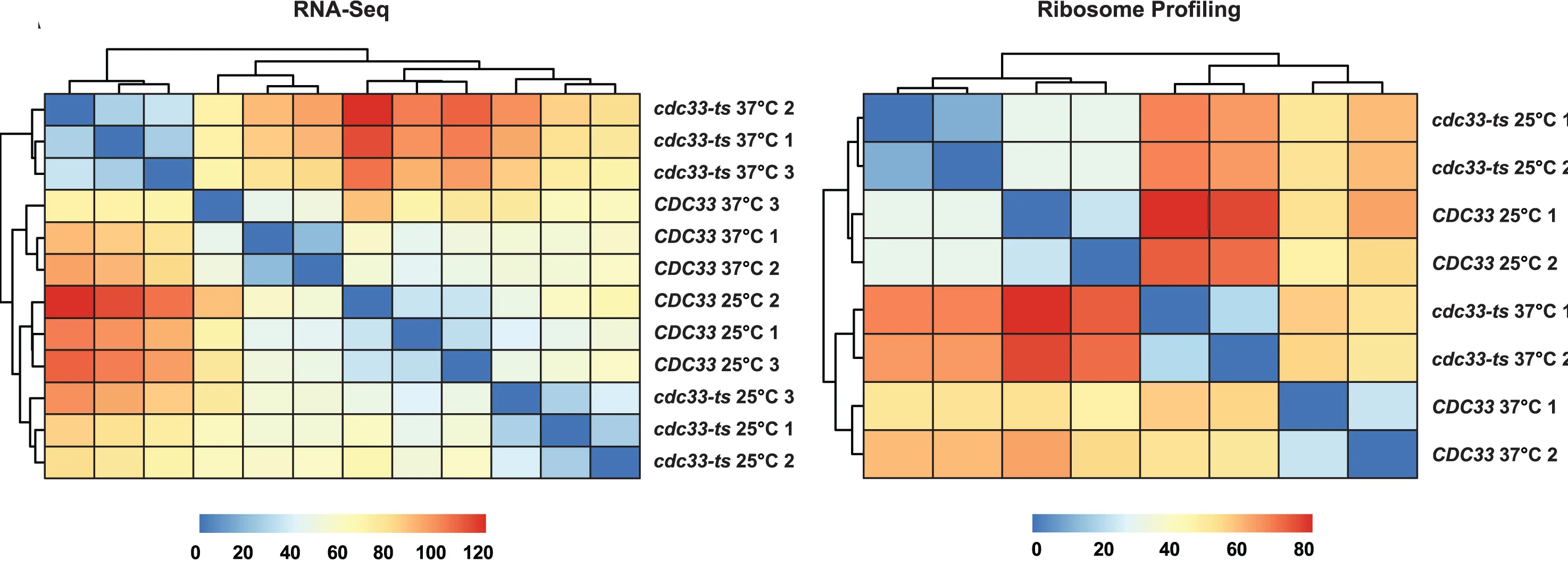 Open access visualization of Heatmap, Clustered, Clustering, Euclidean Distances, RNA-seq