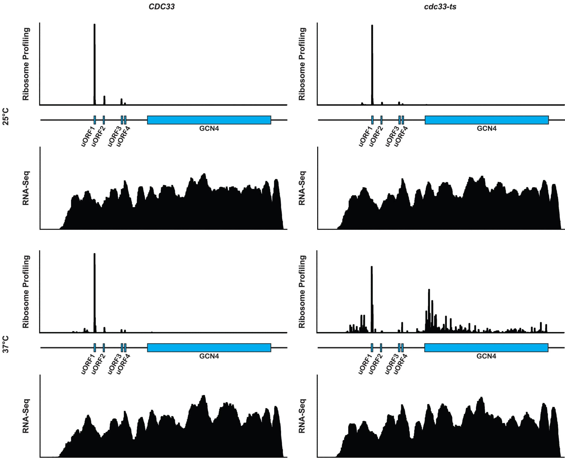 Open access visualization of Line Plot, Bar Plot, Ribosome Occupancy, RNA-seq, GCN4 Transcript