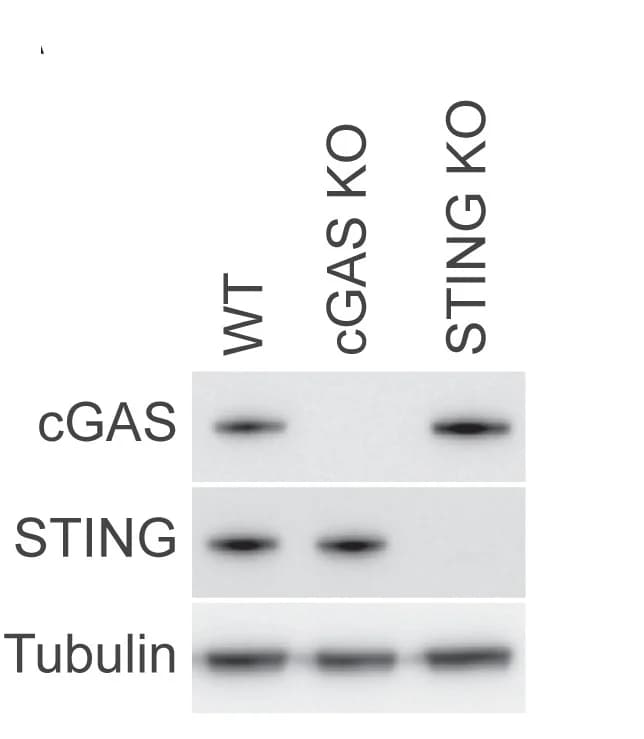 Open access visualization of Gel, Immunoblotting, cGAS, STING, HeLa Cells
