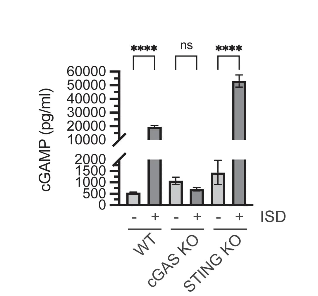 Open access visualization of Bar Plot, Error Bars, Quantification, cGAMP, ISD Transfection