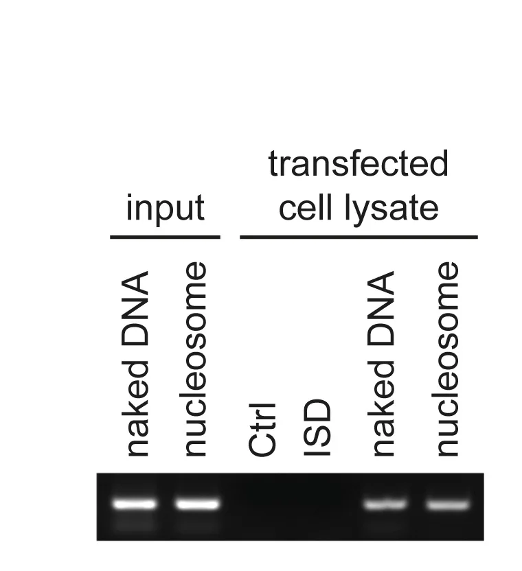 Open access visualization of Gel, PCR Amplification, Recombinant Nucleosome, Cytoplasmic Fraction, Agarose Gel Electrophoresis