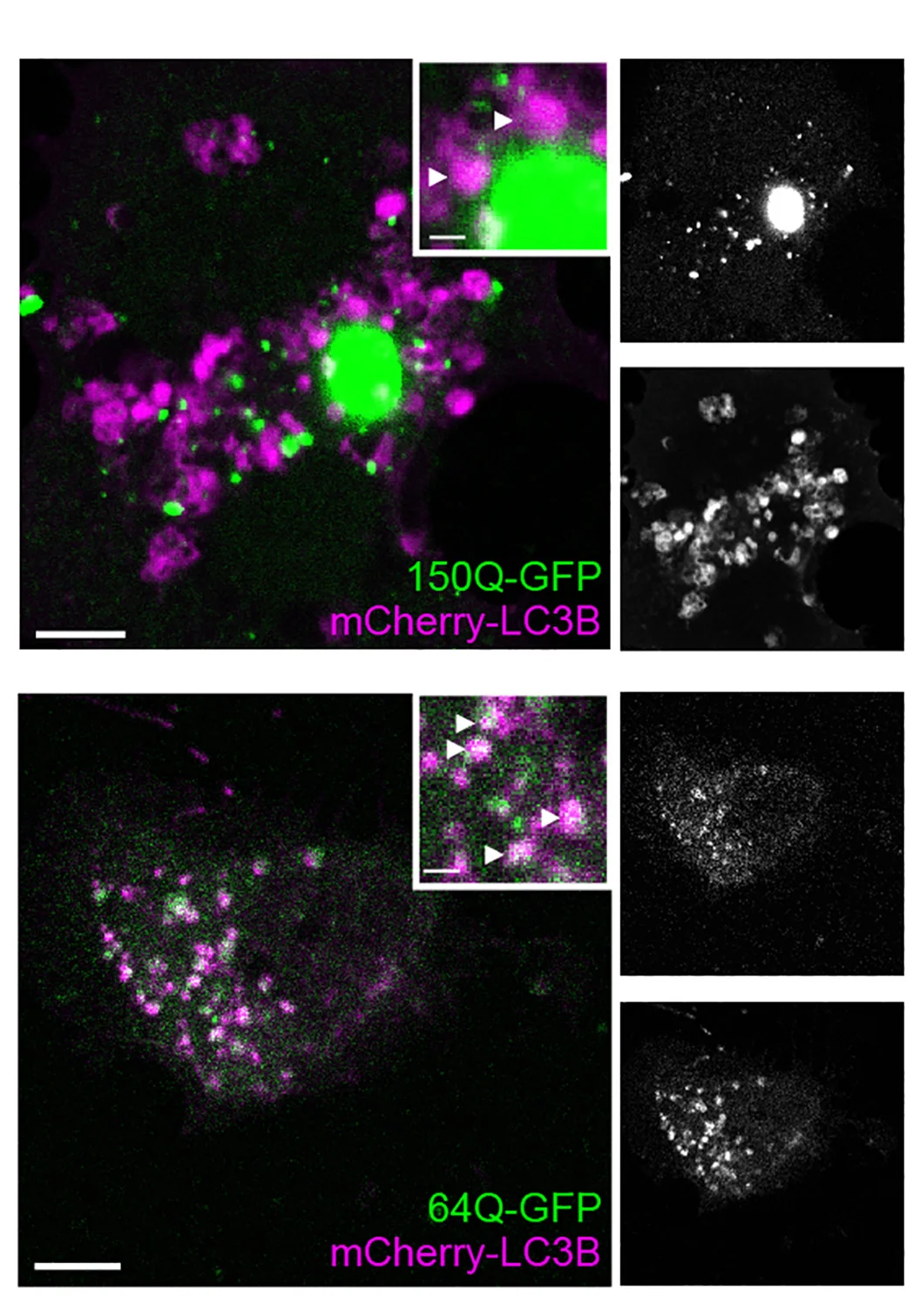 Open access visualization of Microscopy, Photo, Gel, Confocal Microscopy, Muristerone A