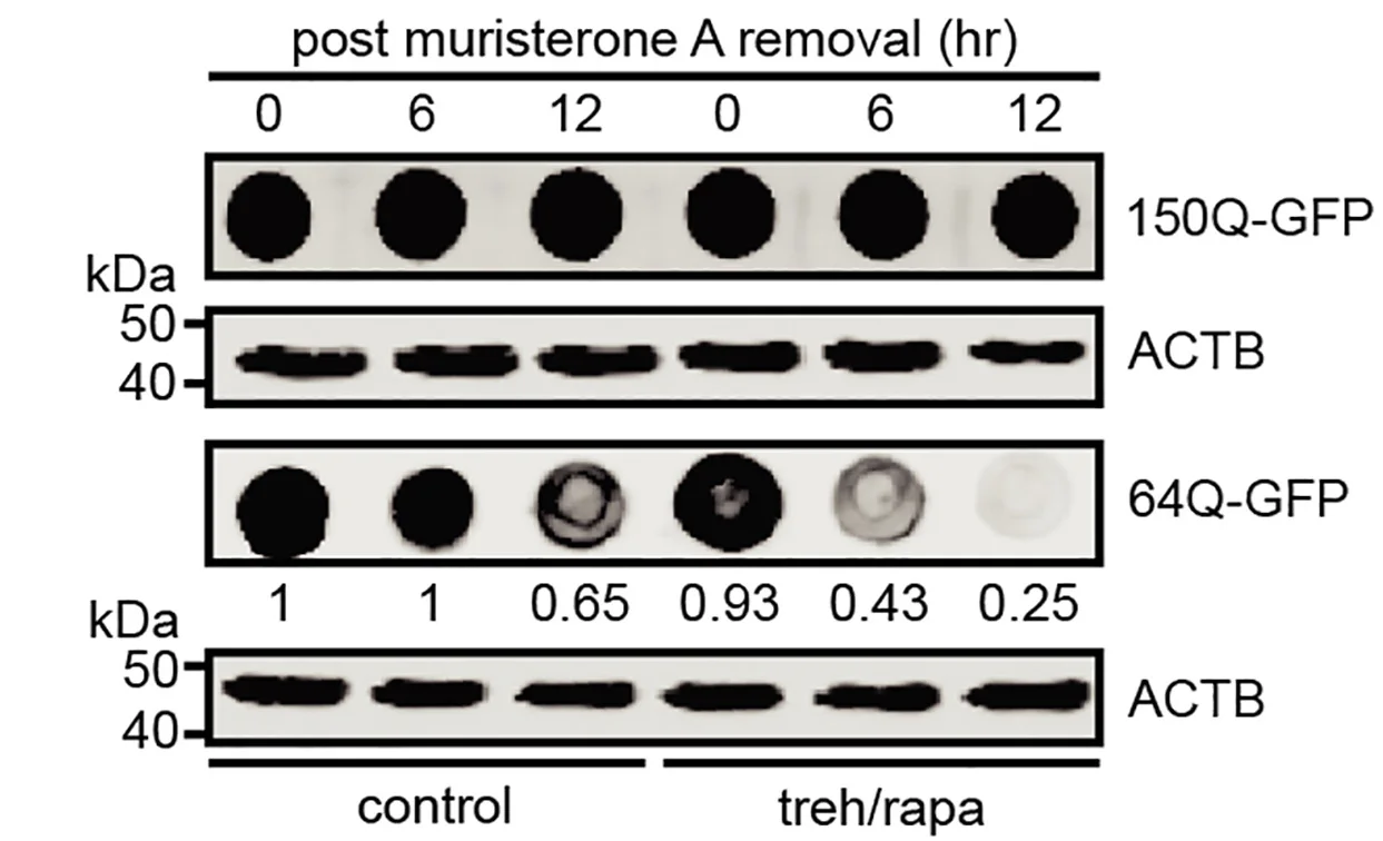 Open access visualization of Gel, Dot Blots, Antibodies, 150Q-GFP, 64Q-GFP