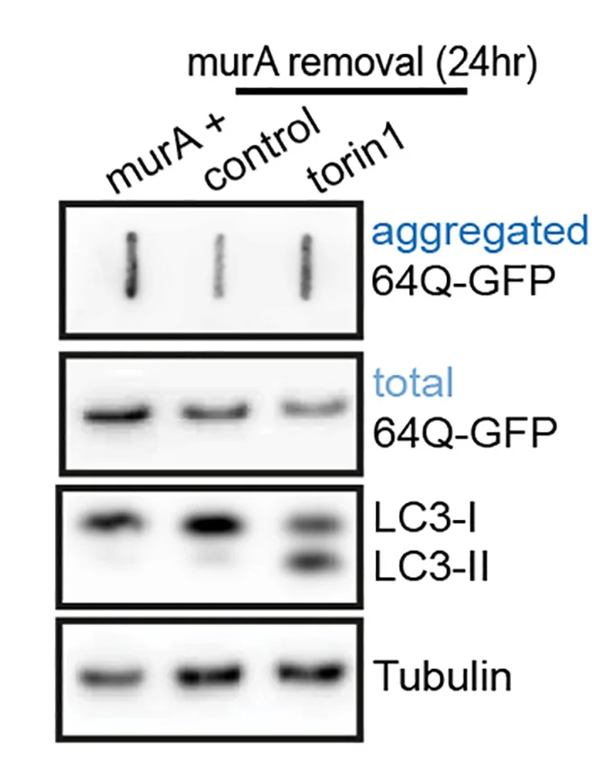 Open access visualization of Gel, Immunoblot Analysis, Antibodies, 64Q-GFP, Muristerone A